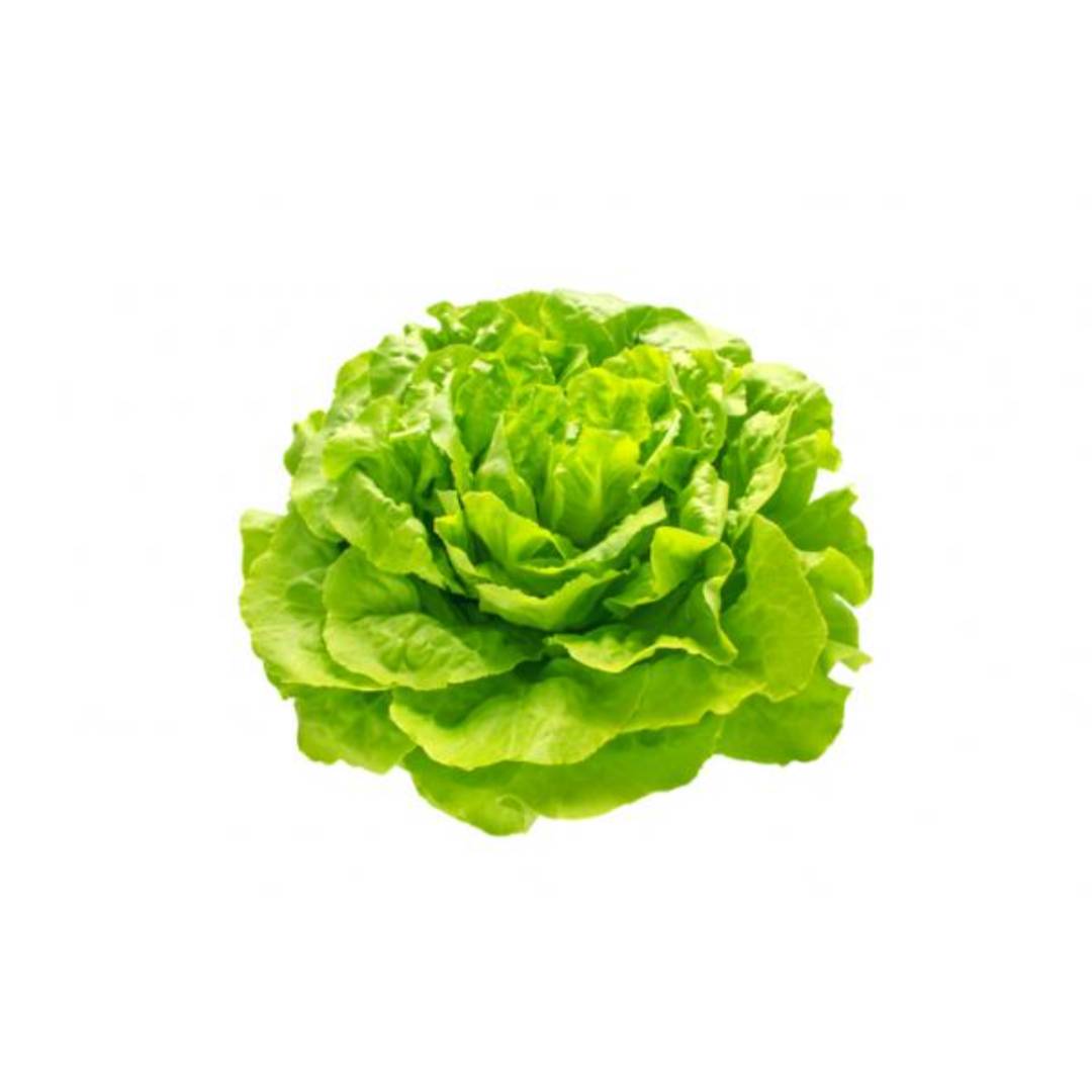 Lechuga crespa